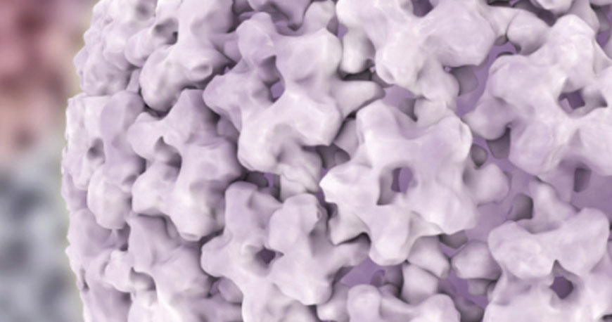 Nullam euismod commodo